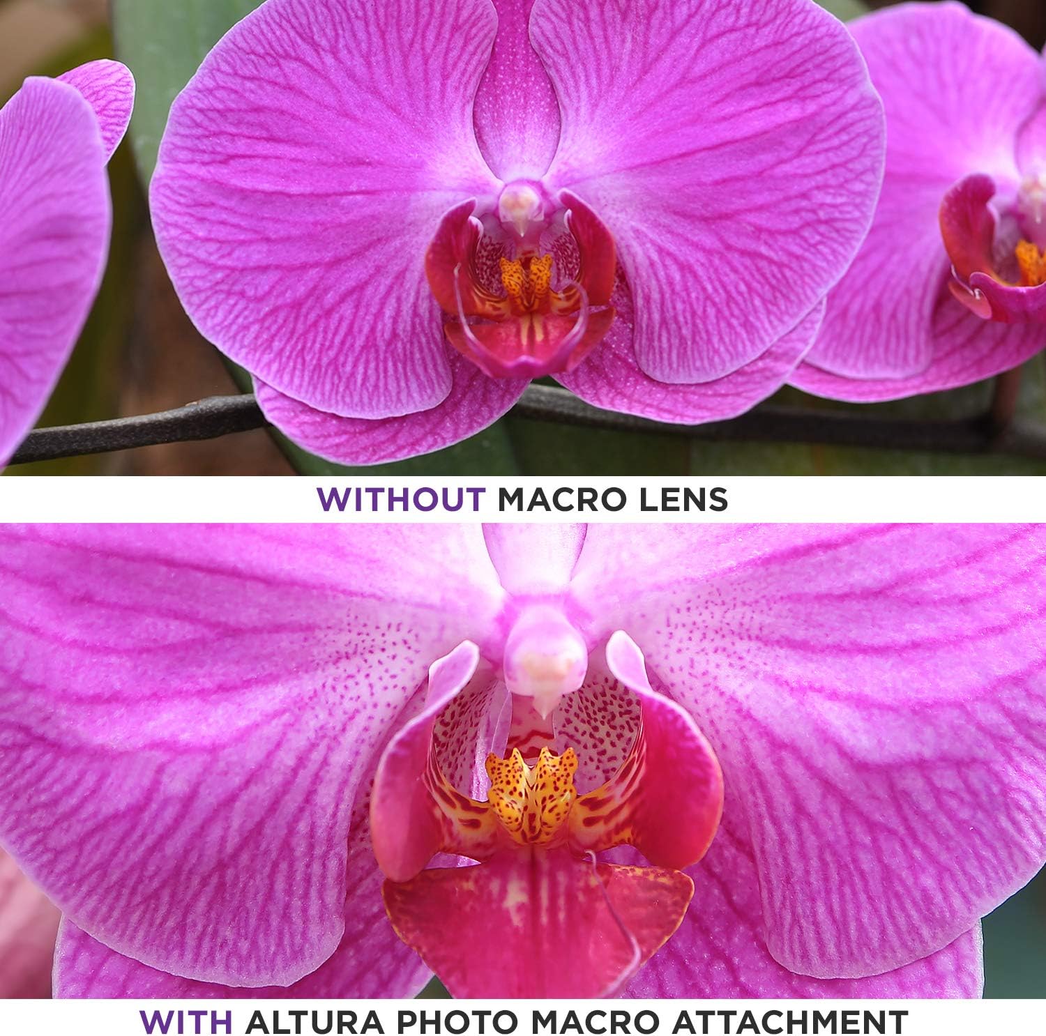 Altura Photo 58MM 0.35x Fisheye Wide Angle Lens (w/Macro Portion) for DSLR Cameras EOS Rebel 70D 77D 80D 90D T8i T7 T7i T6i T6s T6 T5i T5 T4i T3i T100 SL1 SL2 SL3 - Image 7